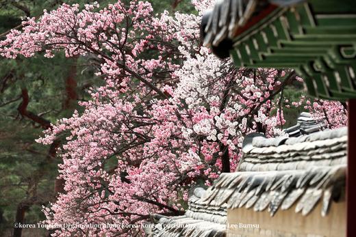 3月24日【韩国】三城追樱，釜山樱花节、首尔宫廷樱花、济州樱花大道9天（广州直飞） 商品图2