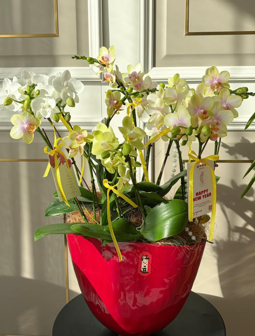 吉庆有余 · 蝴蝶兰盆栽 商品图1