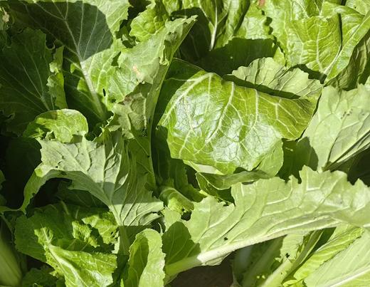 [推荐] 蔬菜合拼、无农药化肥，酵素种植 // 知闲农场 商品图6