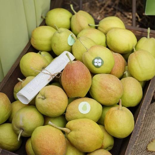 量贩装！特级玥梨～新疆库尔勒香梨【约14斤】~口感酥脆甜，水滋滋带有清香。 商品图1