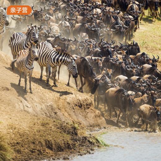 海外亲子营｜肯尼亚亲子营8天7晚·2026夏令营 商品图0