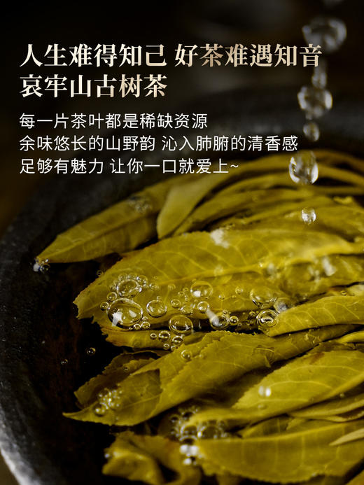 【哀牢山单株】2026年春茶预售0利润引爆茶圈，性价比之巅百元价格千元品质，秘境深处古树茶357克/饼 商品图8