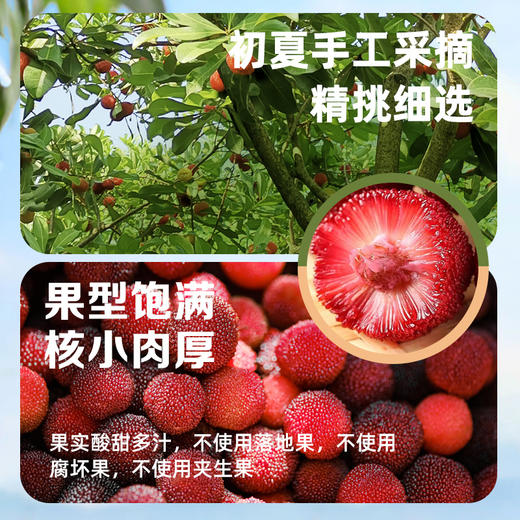 【多罐更划算】德和云南杨梅400g/罐 水果罐头 #润 商品图2