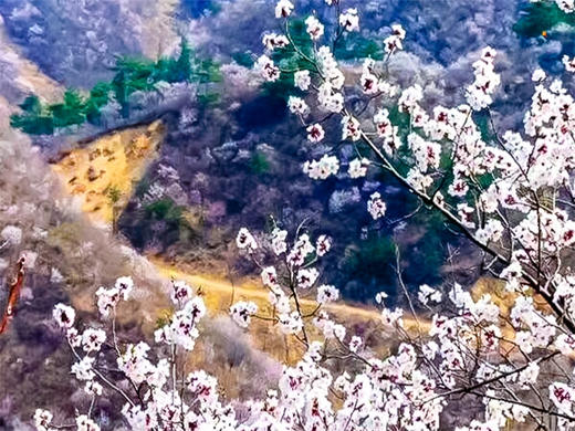 3.28第十一届【黄花城水长城国际徒步大会】暨第六届长城彩跑节 商品图3