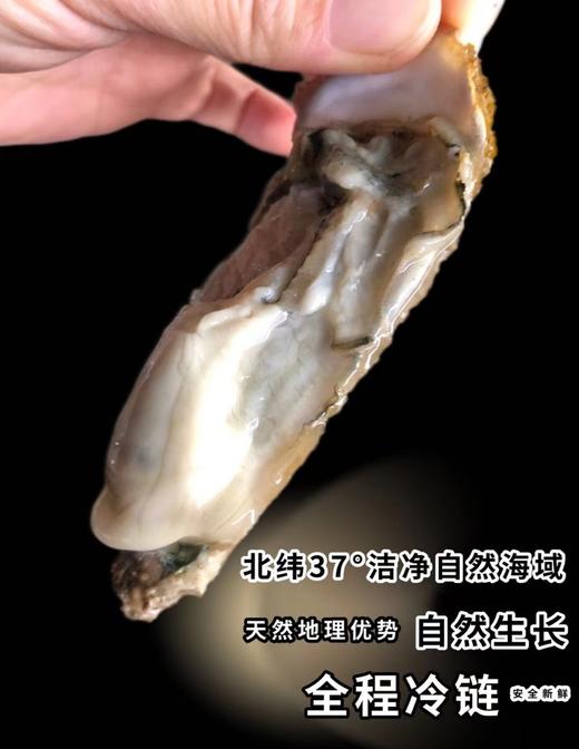 海阳麻姑岛.深海野生蚝 商品图0