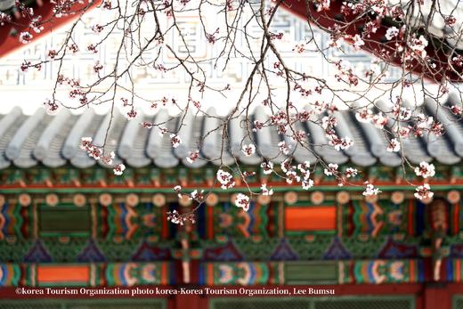 3月24日【韩国】三城追樱，釜山樱花节、首尔宫廷樱花、济州樱花大道9天（广州直飞） 商品图1