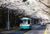 3月24日【韩国】三城追樱，釜山樱花节、首尔宫廷樱花、济州樱花大道9天（广州直飞） 商品缩略图6