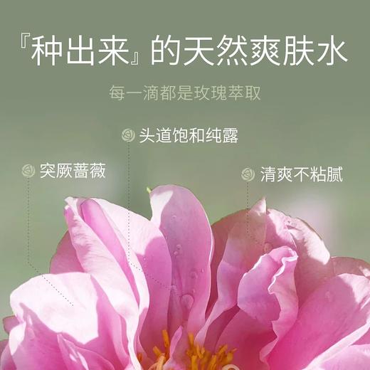 【春节正常发货】Organic Earth有机地球玫瑰纯露 纯正大马士革玫瑰 轻盈滋润 100ml/瓶 商品图3