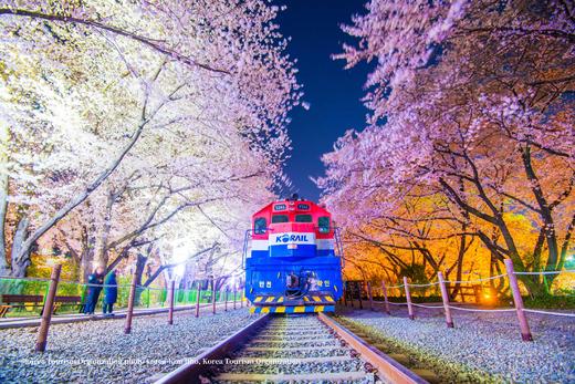 3月24日【韩国】三城追樱，釜山樱花节、首尔宫廷樱花、济州樱花大道9天（广州直飞） 商品图4