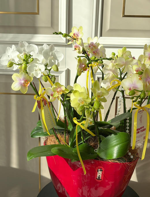 吉庆有余 · 蝴蝶兰盆栽 商品图0