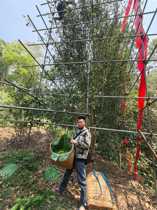 【铜箐河高杆预售】天花板，2026年铜箐河的高杆，根据茶农往年采摘经验，今年预计可以采摘5公斤左右干茶。 商品图2