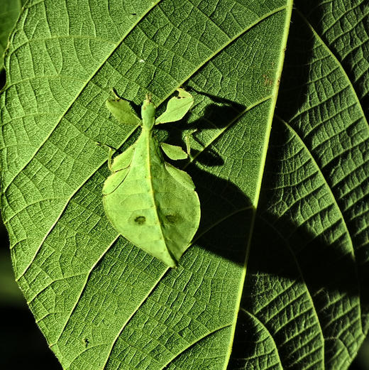 亲子自然探索 | 云南西双版纳雨林昆虫博物馆+夜探灯诱观察！中科院专业昆虫老师带队，每天可发，适合亲子出行！五一端午路线提前预定！ 商品图4