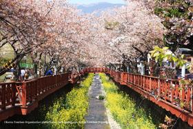 3月24日【韩国】三城追樱，釜山樱花节、首尔宫廷樱花、济州樱花大道9天（广州直飞）