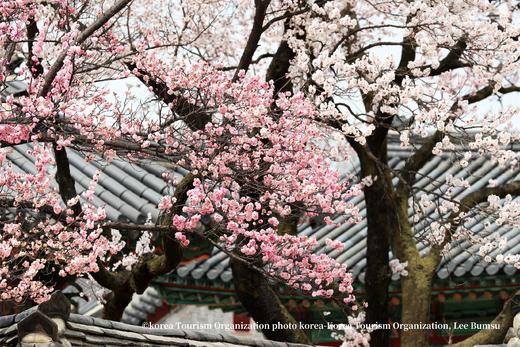 3月24日【韩国】三城追樱，釜山樱花节、首尔宫廷樱花、济州樱花大道9天（广州直飞） 商品图7