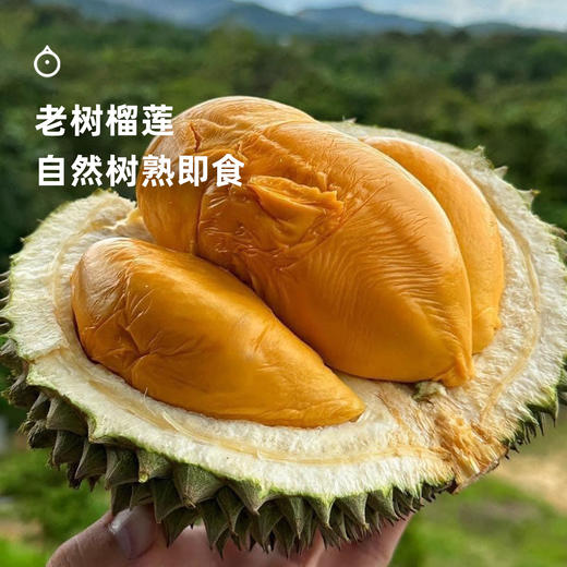 企鹅市集|马来西亚 猫山王榴莲 液氮冷冻整颗榴莲 浓郁香甜 商品图4