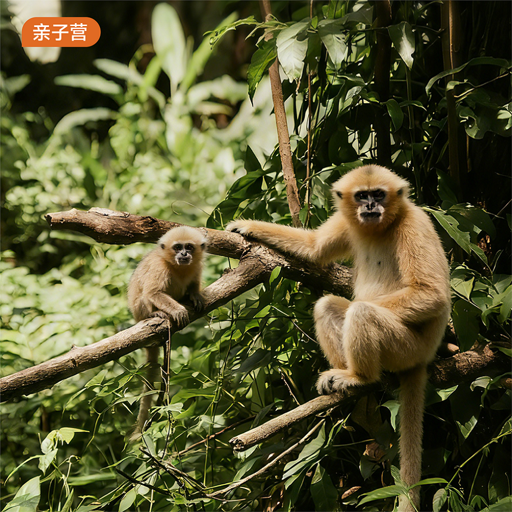 海外亲子营｜马来西亚亲子营6天5晚·2026夏令营