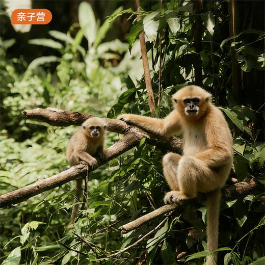 海外亲子营｜马来西亚亲子营6天5晚·2026夏令营 商品图0