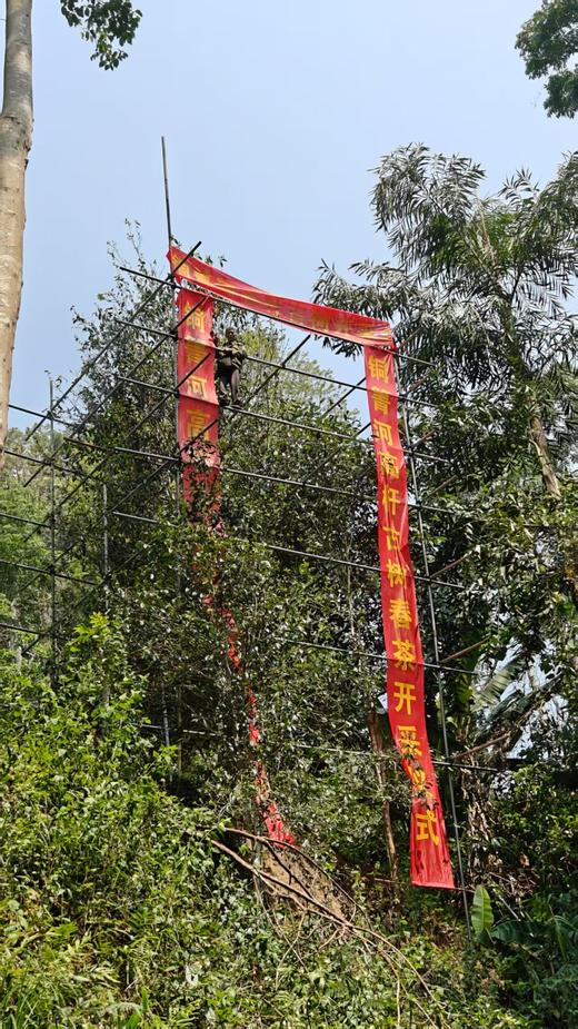 【铜箐河高杆预售】天花板，2026年铜箐河的高杆，根据茶农往年采摘经验，今年预计可以采摘5公斤左右干茶。 商品图8