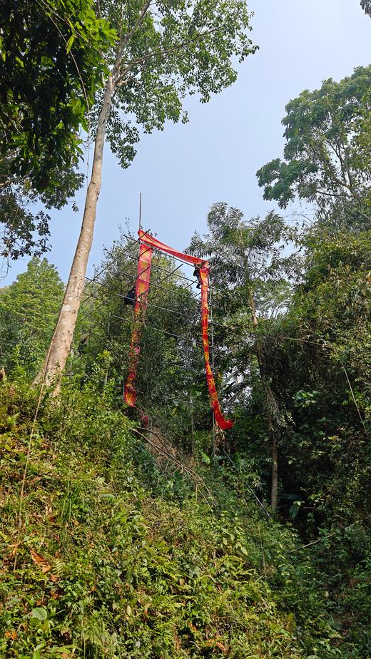 【铜箐河高杆预售】天花板，2026年铜箐河的高杆，根据茶农往年采摘经验，今年预计可以采摘5公斤左右干茶。 商品图7