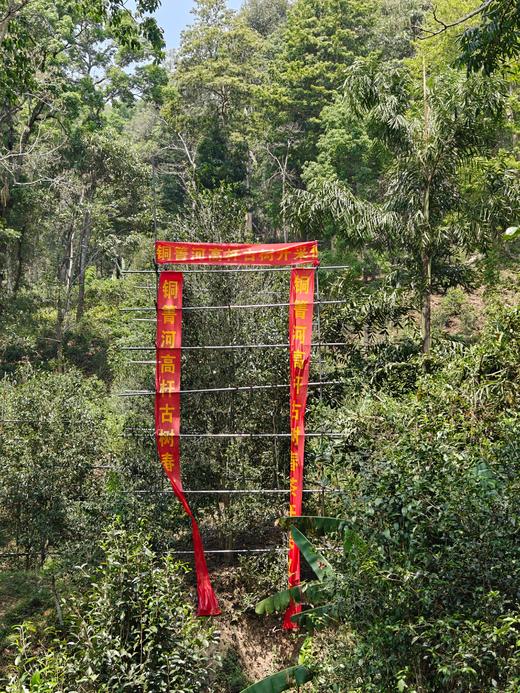 【铜箐河高杆预售】天花板，2026年铜箐河的高杆，根据茶农往年采摘经验，今年预计可以采摘5公斤左右干茶。 商品图6