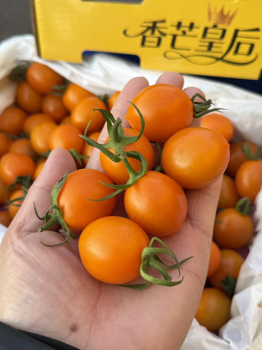 香芒皇后小番茄 商品图1