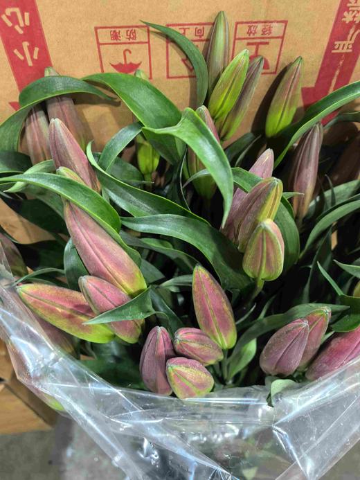 普拉多头百合10支批发 商品图1