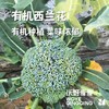 有机西兰花 商品缩略图2