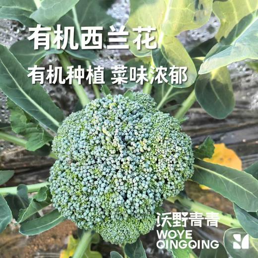 有机西兰花 商品图2