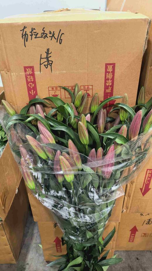 普拉多头百合10支批发 商品图0