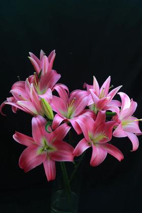 年宵花卉多头百合普拉芬多鲜切花5支