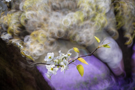 4.6确定出发【缤纷苏北】梨兰花会•荷兰花海•麋鹿荡丹顶鹤6天摄影 商品图3