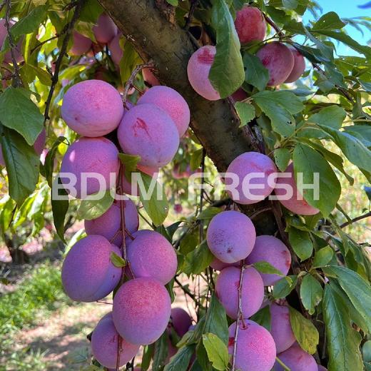 澳洲 空运鸡心李 商品图3