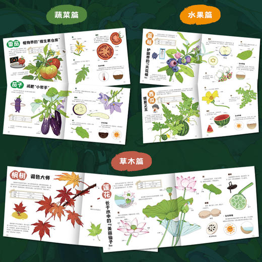 身边的大自然：画给孩子的植物观察笔记  用精美的手绘插图和生动的文字介绍了植物的各种知识 商品图2