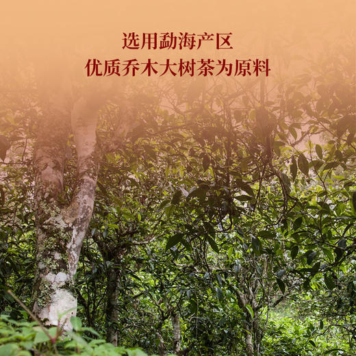双陈普洱2004年百福砖100克熟茶甜醇饱满温润纯净适口性好 商品图1