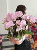 福气临门 · 蝴蝶兰盆栽 商品缩略图0