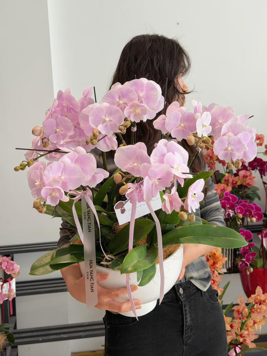 福气临门 · 蝴蝶兰盆栽 商品图0