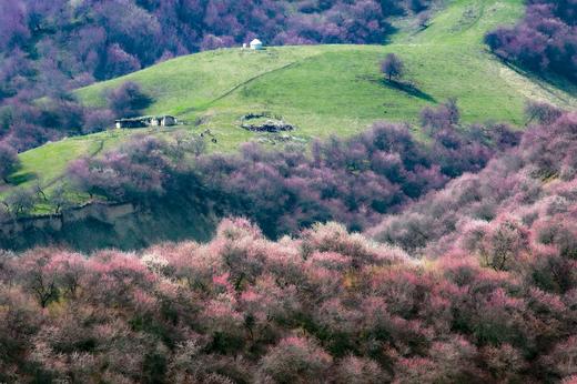 新疆伊犁杏花、冰百合花，天山胜利隧道建筑奇迹、库尔德宁8天摄影团：杏染天山 伊犁双杏花+赛里木湖8天 商品图12