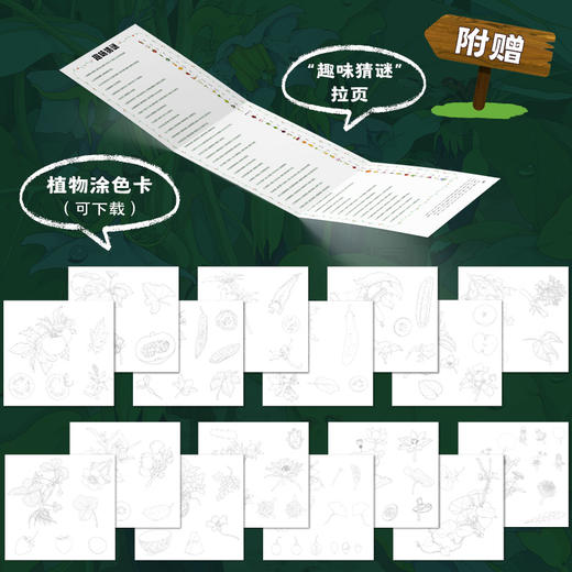 身边的大自然：画给孩子的植物观察笔记  用精美的手绘插图和生动的文字介绍了植物的各种知识 商品图3