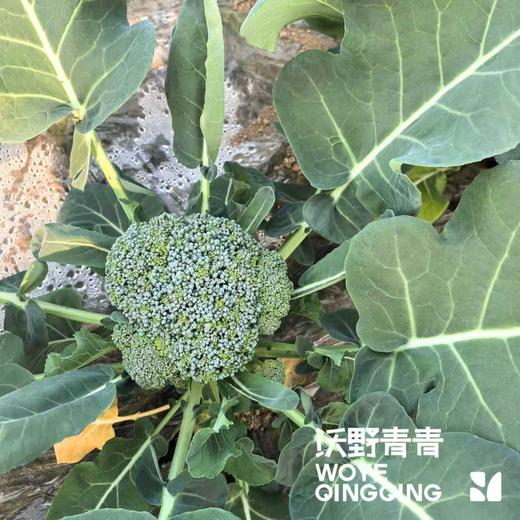 有机西兰花 商品图1