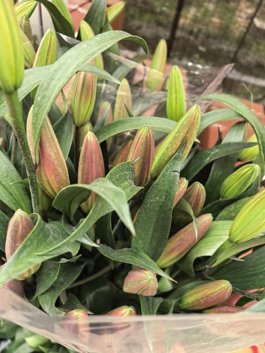 年宵花卉多头百合普拉芬多鲜切花5支 商品图4