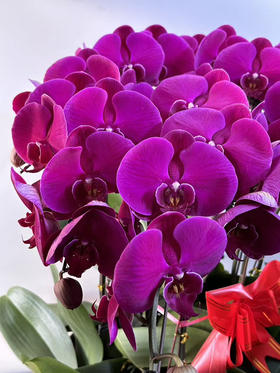 送货上门，蝴蝶兰大辣椒10株