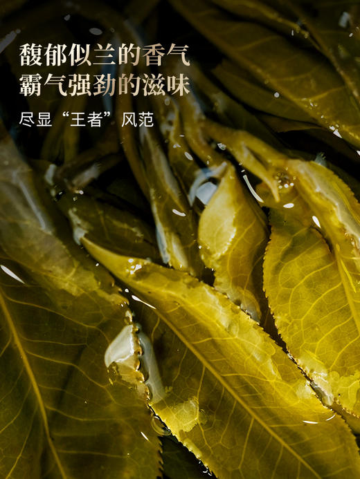 【老班章单株】春茶预售2026年重磅升级为单株树龄更大工艺更优异，持续加码傲视来袭，茶界鼎级老班章，357克/饼 7饼/提 商品图6
