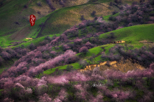 新疆伊犁杏花、冰百合花，天山胜利隧道建筑奇迹、库尔德宁8天摄影团：杏染天山 伊犁双杏花+赛里木湖8天 商品图2