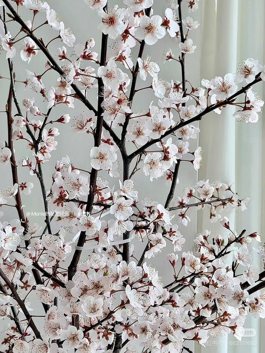 国产花材-【李花】 商品图0