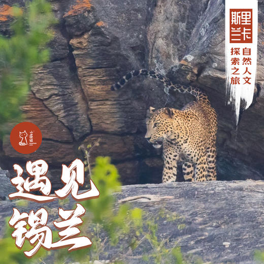 「早鸟价 · 错峰双团期」 遇见锡兰·斯里兰卡自然人文探索之旅 商品图0