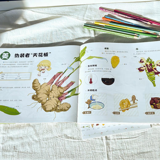 身边的大自然：画给孩子的植物观察笔记  用精美的手绘插图和生动的文字介绍了植物的各种知识 商品图5
