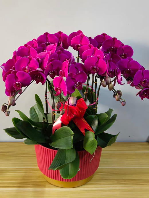 送货上门，蝴蝶兰大辣椒10株 商品图1