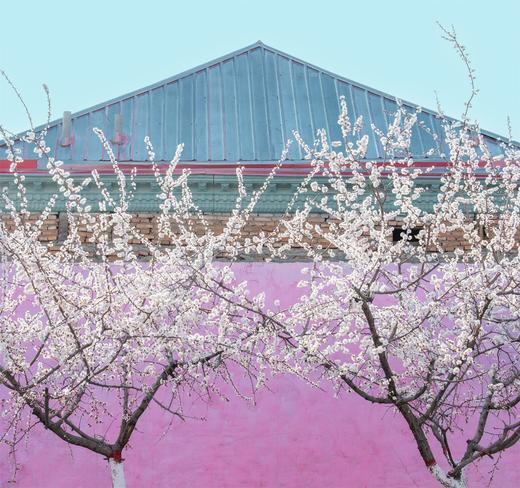 新疆伊犁杏花、冰百合花，天山胜利隧道建筑奇迹、库尔德宁8天摄影团：杏染天山 伊犁双杏花+赛里木湖8天 商品图4