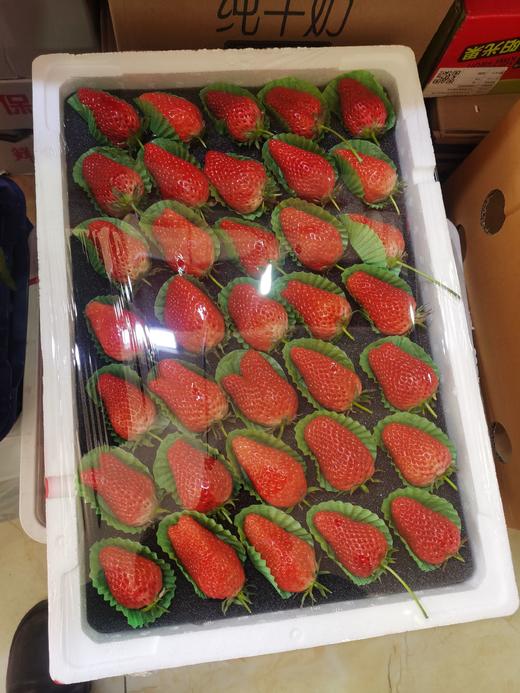章姬 牛奶草莓 整件 大果 商品图0