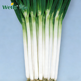 「专业种子」夏星一本 大葱杂交种子 整齐度好产量高 夏季收获更能体现品种优势